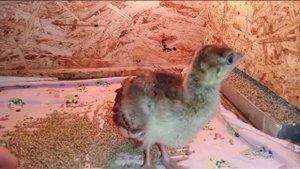 Вывод павлина в инкубаторе!20 дней