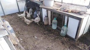 Второй день свиноводства. Обустроил свинарник в теплице из поликарбоната.
