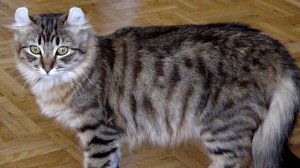 Короткошёрстные породы кошек - всё о животных