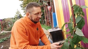 Как ухаживать за ремонтантной малиной?