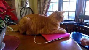 ИСПУГИ ЖИВОТНЫХ! РЖАКА! МЕГА ПРИКОЛЫ, ИСПУГИ ЛЮДЕЙ - Приколы 2018 за Апрель ПРИКОЛЫ С ЖИВОТНЫМИ