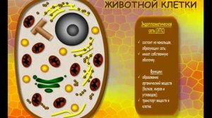 Строение клетки животных. Модель