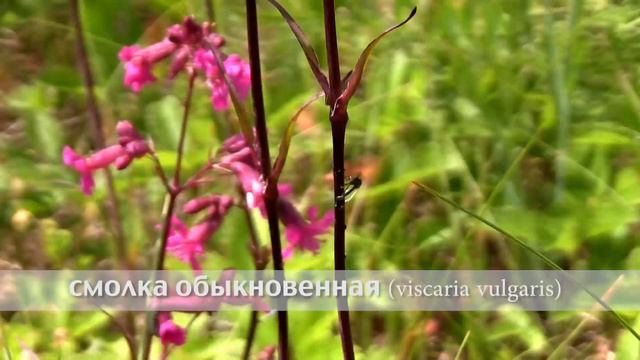 смолка обыкновенная смотреть онлайн