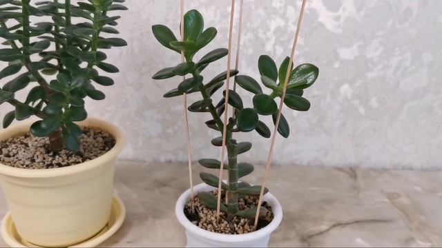 Денежное дерево (толстянка). Крассула овата минор. Суккуленты.