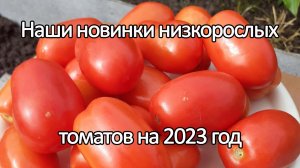 Наши новинки низкорослых томатов на 2023 год