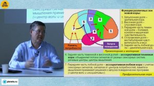 Вячеслав Дубынин: "Головной мозг. Окончание" (Лекция 19)