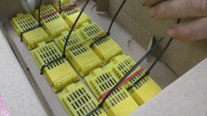 МОЛОДЫЕ МАТКИ.