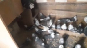 Николаевские голуби Липецкая область 89046814543