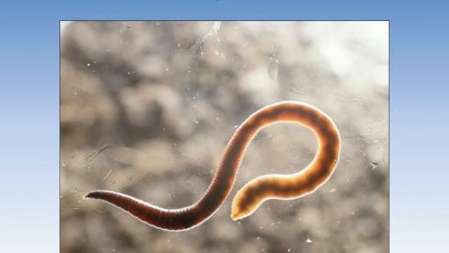 26 паразиты смотреть онлайн