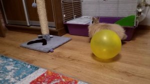 Когда с кроликом коты не играют, кролик развлекает себя сам