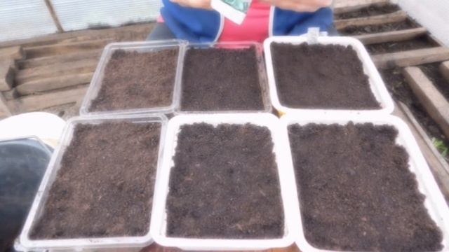 Посев многолетних цветов на рассаду астра, стахис, гвоздика, мыльнянка, эхинацея смотреть онлайн