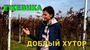 Ежевика | Знакомство с КФХ "Добрый хутор"