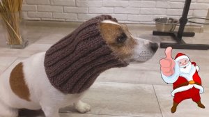 Шапка для собаки своими руками. ШАПКА ОЛЕНЯ для собаки. Наш олень к зиме готов!
