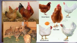 Бизнес на курах, что надо знать ?