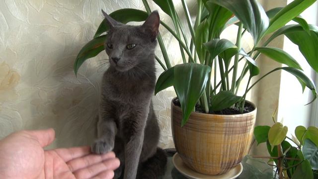 Марго умеет давать лапку смотреть онлайн