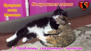 Почему Кошка Не Ходит в Лоток? Причины и Пути Решения!