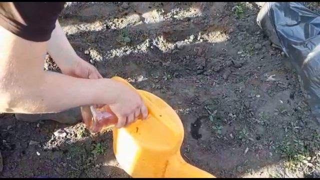 Чем подкормить клубники.Подкормка клубники весной. Весенний уход за клубникой для хорошего урожая.