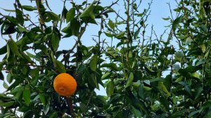 ЦИТРУС ЮЗУ СВОБОДНО РАСТЕТ В ГЕЛЕНДЖИКЕ БЕЗ УКРЫТИЙ И ВЫДЕРЖИВАЕТ ВСЕ МОРОЗЫ