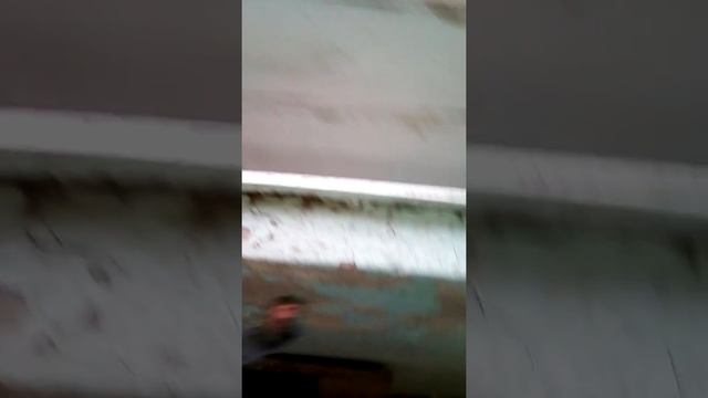 Бронзовка обыкновенная