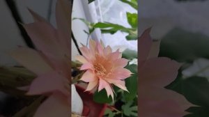 Echinopsis hybr. "Tauris" (из питомника Андреаса Весснера). Цветение.