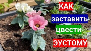 ЭУСТОМА ЗАЦВЕЛА! Как добиться божественного цветения и вырастить розу эустому