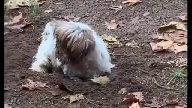 КАК СВИНЬЯ