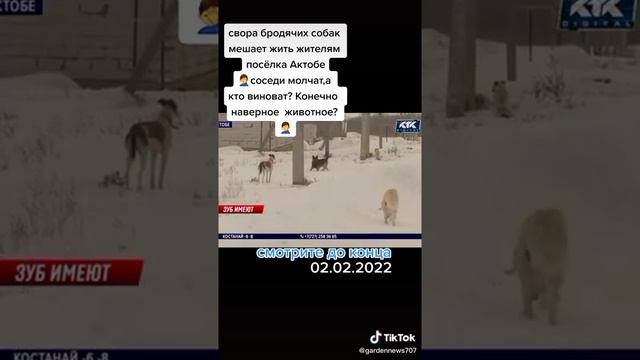 Свора бродячих собак мешает жизни жителям поселка Актобе в Казахстане смотреть онлайн