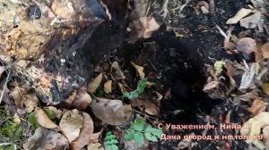 ЧТО СЛУЧИЛОСЬ С ПНЯМИ И МИЦЕЛИЕМ ГРИБОВ ВЕШЕНКА?ВЫРАЩИВАЕМ ГРИБЫ ВЕШЕНКА В САДУ ОГОРОДЕ своими рука