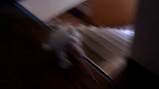 лысый кот с бездыханным телом на плечах. Животные Крис смотреть онлайн