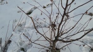 Особенности обрезки деревьев фундука от 1 до 7 лет.