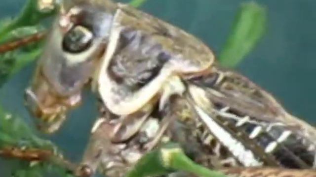 песня пятнистого кузнечика .MOV смотреть онлайн