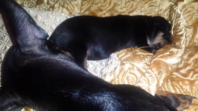 Мини пинчер, карликовый пинчер, щенки. смотреть онлайн