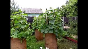 ОГУРЦЫ ОТКРЫТОГО ГРУНТА