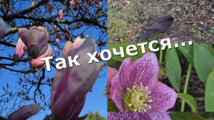 Цветёт магнолия; Так хочется ... Моя душа тоскует по тебе  Музыка - Андрей Обидин