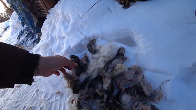 Печаль ранним утром смотреть онлайн