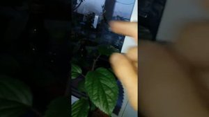 Яблоня из черенка.