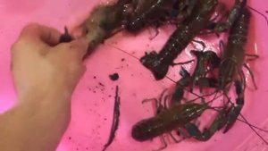 УЗВ. АККР. РАКИ. Взвешиваем наших крупных раков.