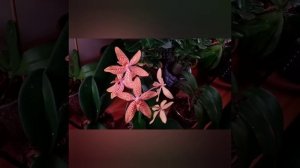 ОРХИДЕЯ Renanthopsis Mildred Jameson
