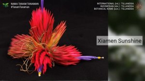 TILLANDSIA Part 30 | AIR PLANT VARIETIES | JENIS TANAMAN UDARA | PLANT ID | TANAMAN INDOOR OUTDOOR