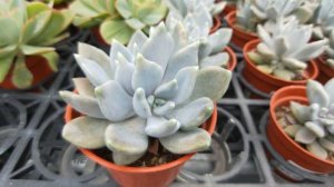 Echeveria 'Snow Queen' 多肉植物辨識 冰雪女王