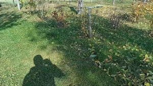 Эффективный способ уборки опавших листьев