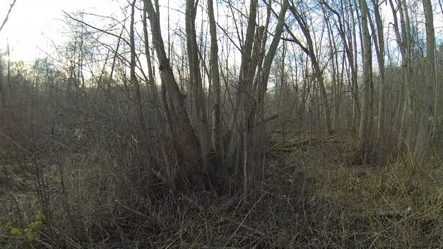 ДЕРЕВО АУЭРБАХ смотреть онлайн