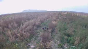 ОТЛИЧНАЯ охота на КУРОПАТКУ со СПАНИЕЛЕМ!!Первый выход.Partridge hunting.