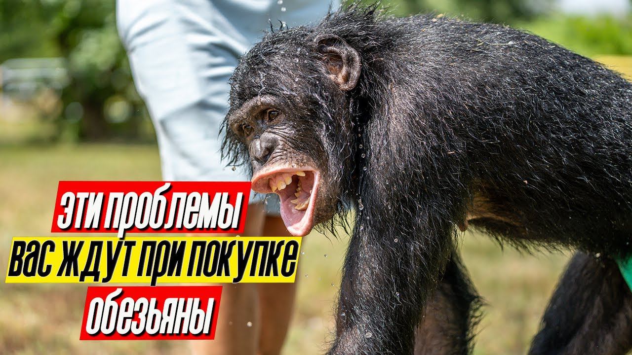 Эти ПРОБЛЕМЫ ВАС ЖДУТ при покупке ШИМПАНЗЕ! Всё ещё хотите обезьянку? смотреть онлайн