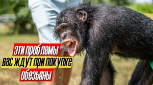 Эти ПРОБЛЕМЫ ВАС ЖДУТ при покупке ШИМПАНЗЕ! Всё ещё хотите обезьянку?