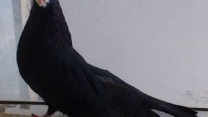 Курские турманы