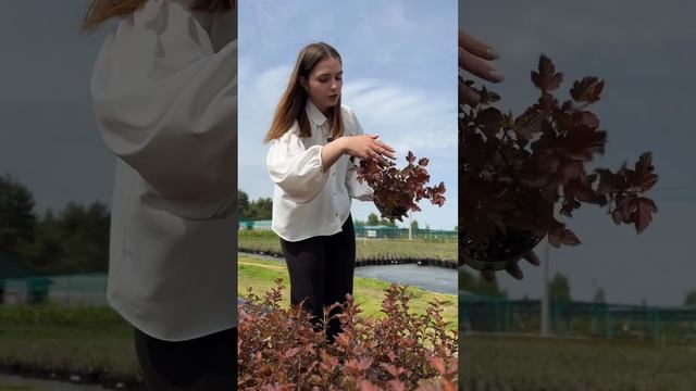 #ландшафтныйдизайн #garden #plant #nursery #питомникрастений #physocarpus #пузыреплодник #andre
