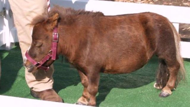 САМЫЕ МАЛЕНЬКИЕ ЖИВОТНЫЕ В МИРЕ смотреть онлайн