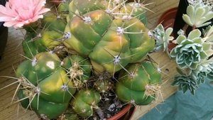 My Gymnocalycium horstii cactus plant in pink flower