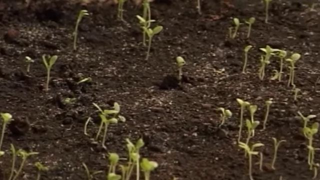 В Кузнецке начались работы по озеленению города смотреть онлайн